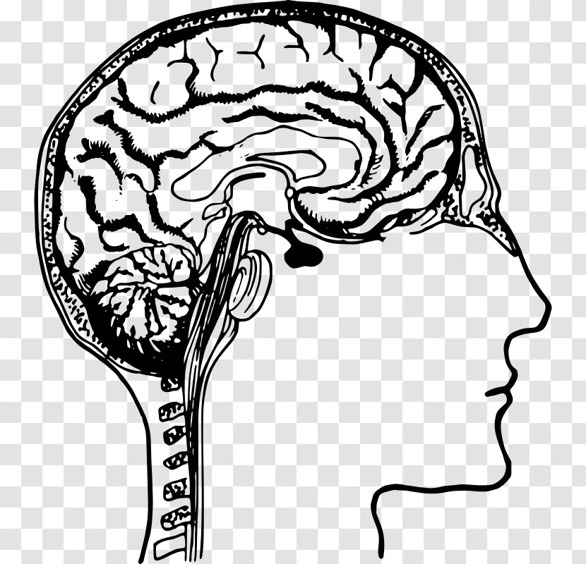 Brain AKH Hypnotherapy Cerebral Cortex Clip Art - Silhouette Transparent PNG