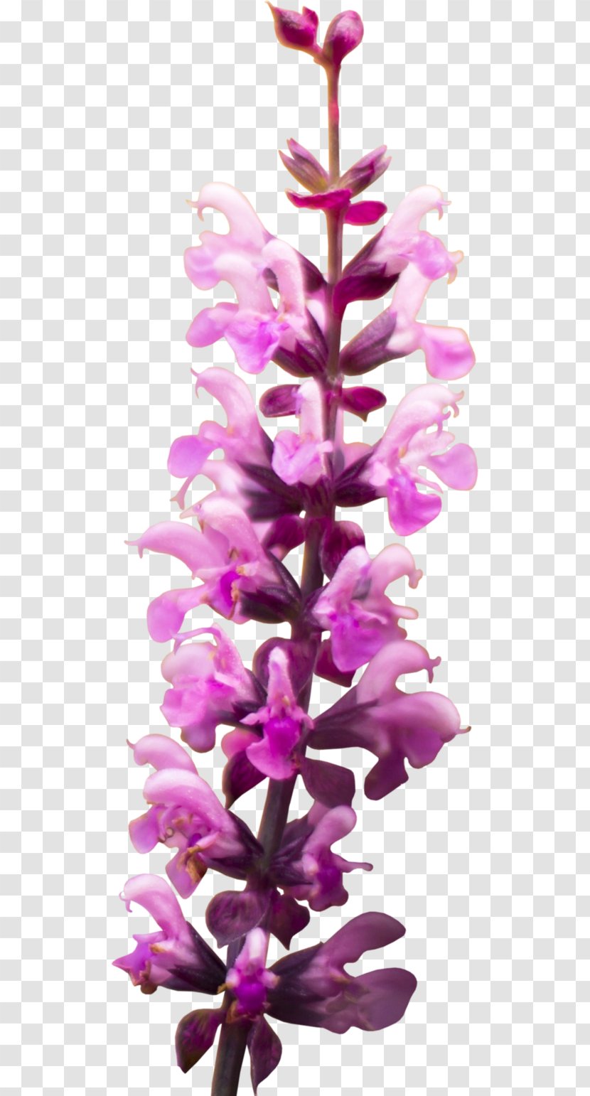 Flower Snapdragons Lilac Purple Clip Art - Violet - Lavender Transparent PNG