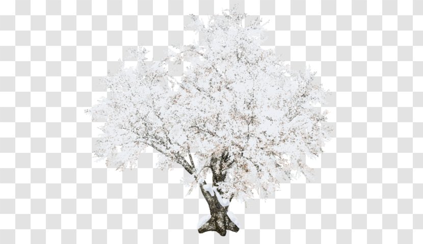 Tree - Snow - Winter Transparent PNG