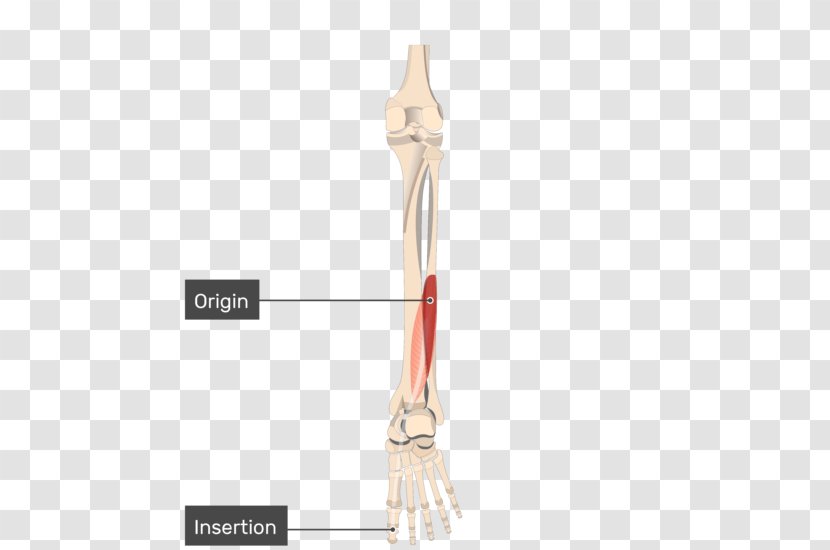 Tibialis Posterior Muscle Anterior Origin And Insertion Flexor Hallucis Longus - Innervation Transparent PNG