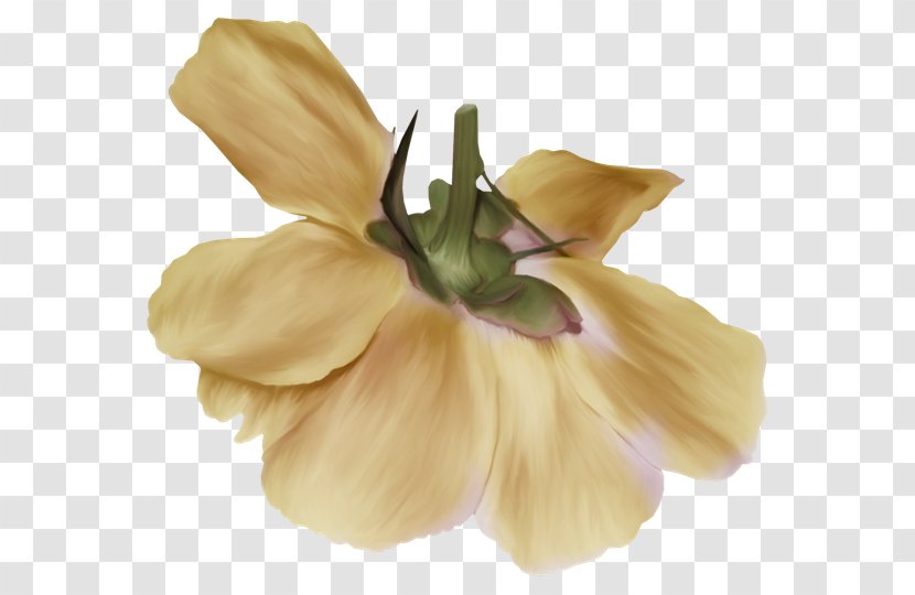 Drawing Flower Painting Line Art Floral Design - Petal Transparent PNG