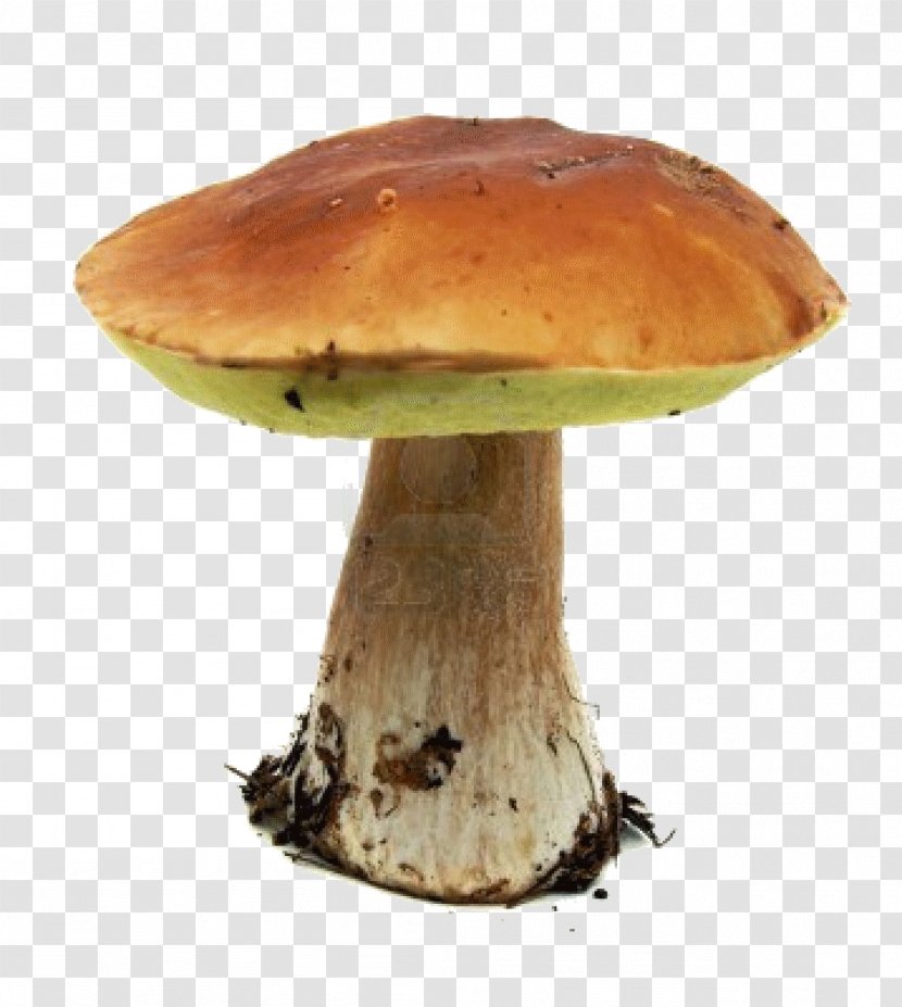 Boletus Edulis Edible Mushroom Mycorrhiza Sweet Chestnut - Bolete - Photograph Transparent PNG