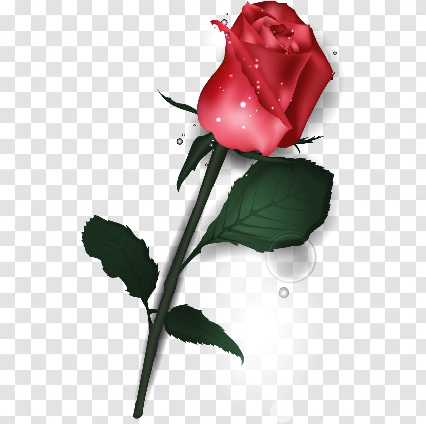 Garden Roses Valentine's Day Flower Beach Rose - Gift Transparent PNG