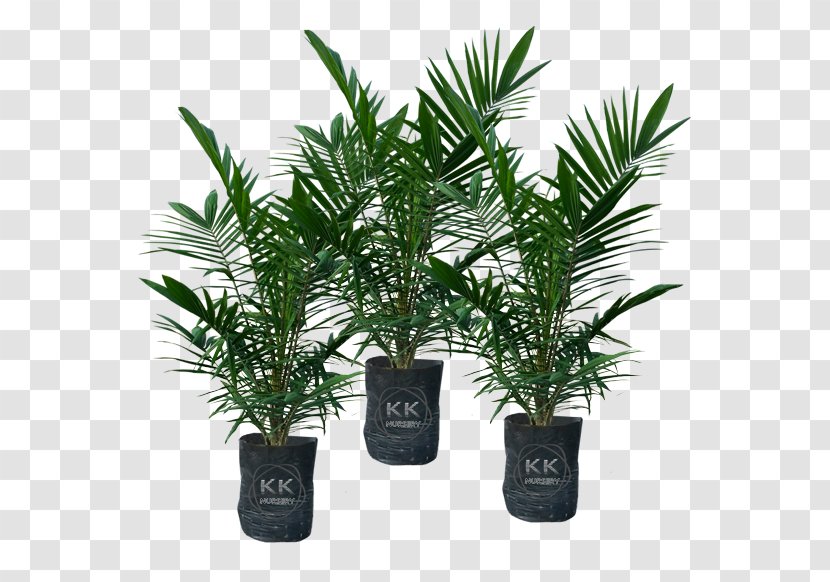 Date Palm Flowerpot Houseplant Evergreen Shrub - Kernel Transparent PNG