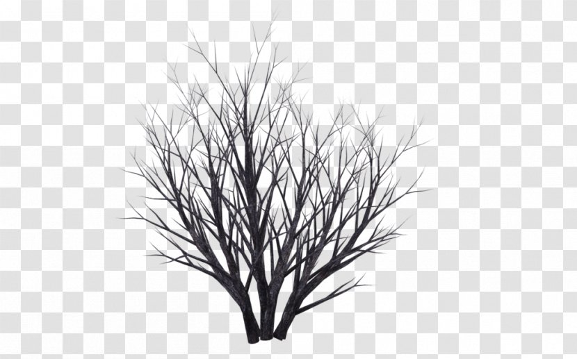 Twig Shrub Download - Black And White - Grass Transparent PNG