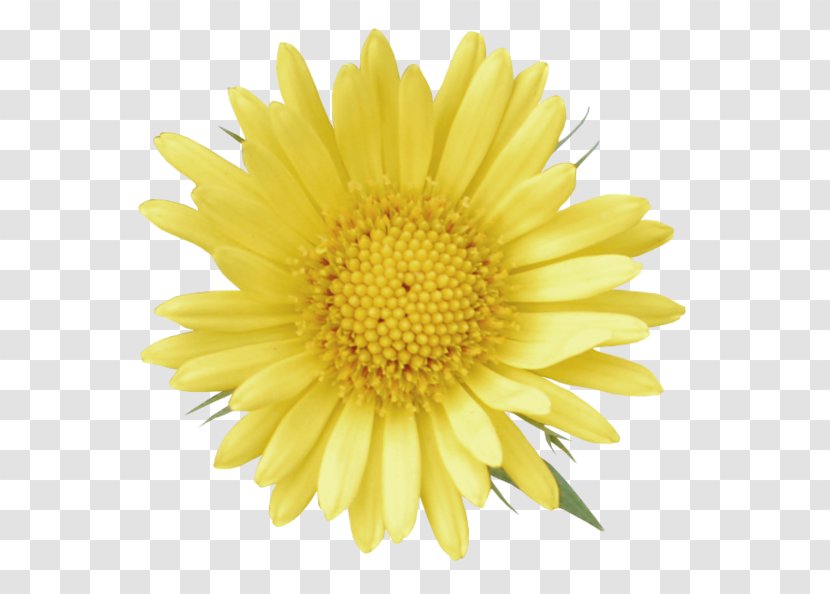 Common Dandelion Calendula Officinalis Yellow Clip Art - Sunflower Seed Transparent PNG