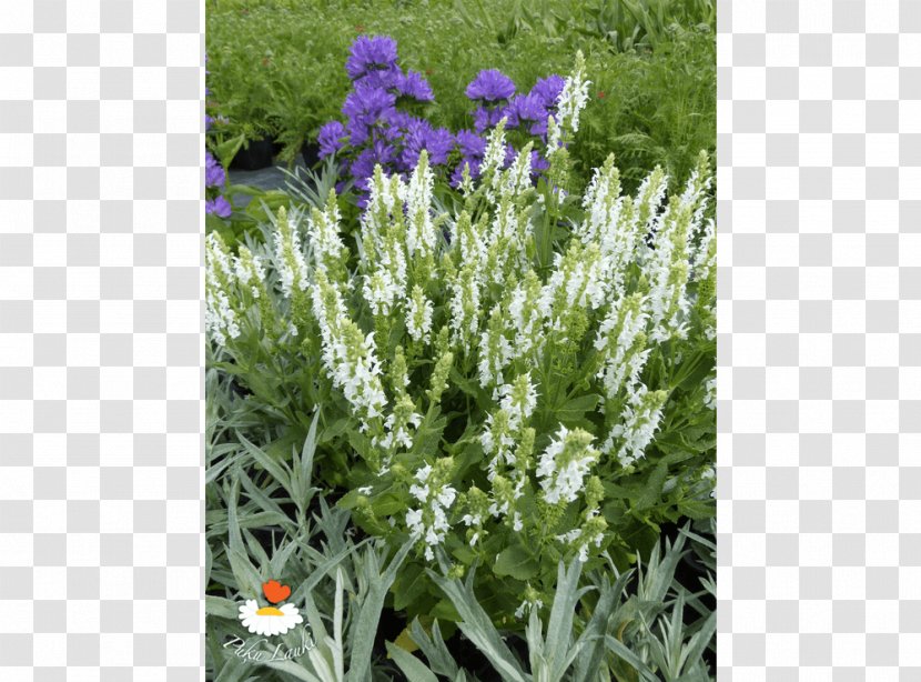 English Lavender French Subshrub Hyssopus - Annual Plant Transparent PNG