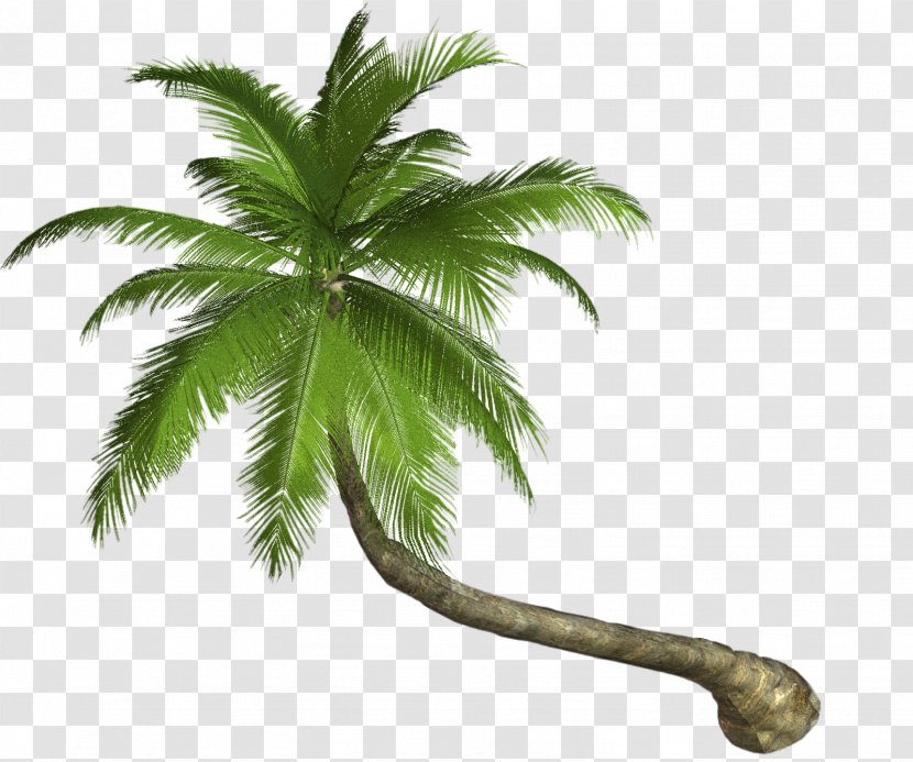 Arecaceae Clip Art - Elaeis - Leaf Transparent PNG