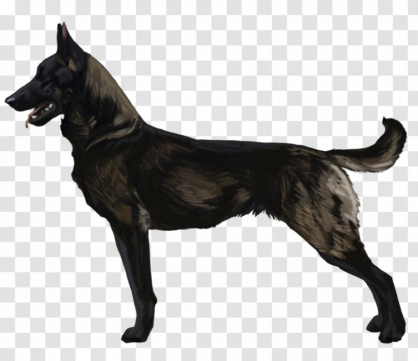 Malinois Dog Dutch Shepherd Kai Ken German Formosan Mountain - Vulnerable Native Breeds Transparent PNG