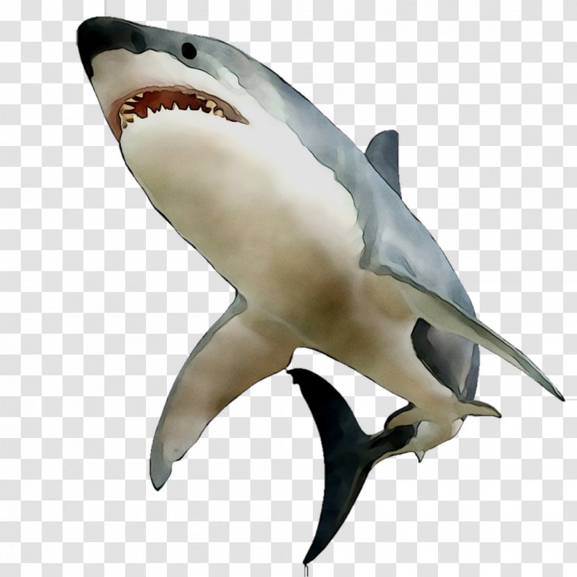 Great White Shark Requiem Sharks Mackerel Fin Human Body - Bull Transparent PNG