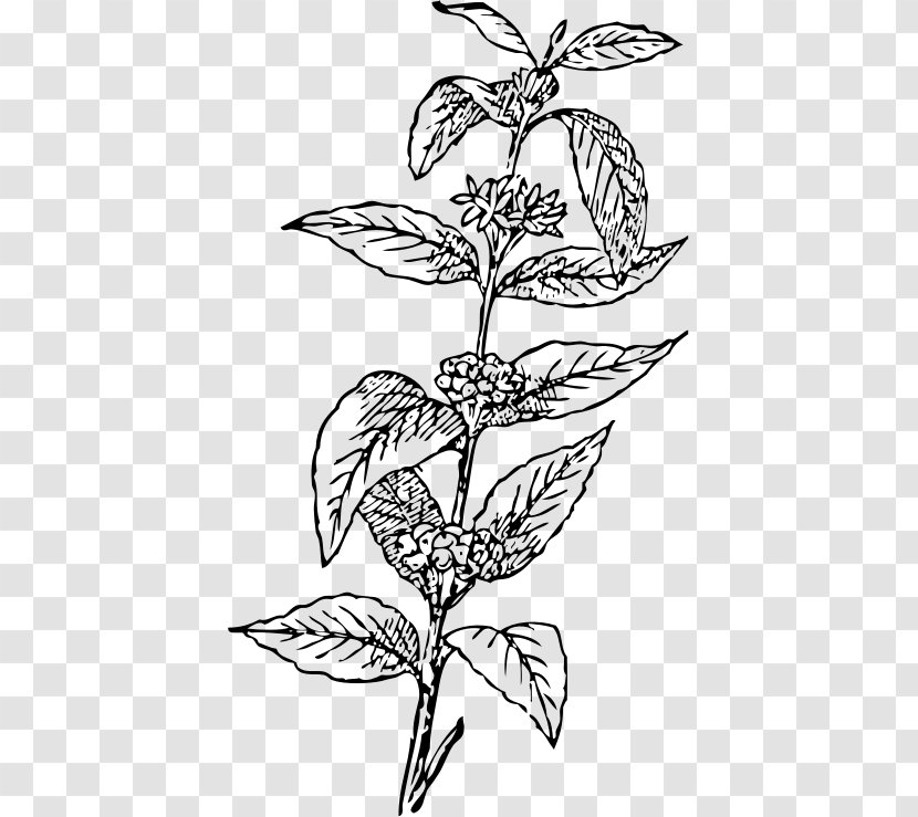 Arabica Coffee Tea Bean Cup - Plant - Leaves Transparent PNG