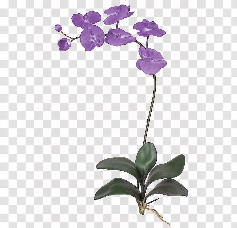 Flower Orchids Petal Plant Stem - Violet Transparent PNG