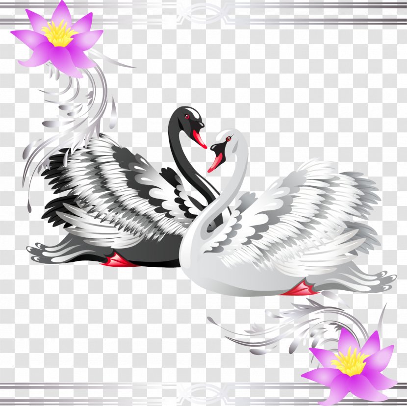 Black Swan Royalty-free Stock Photography Clip Art - Fotosearch - Vector Transparent PNG