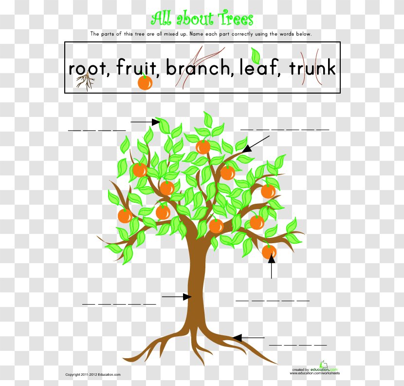 Tree Diagram Worksheet Drawing - Trunk - Study Of A Transparent PNG