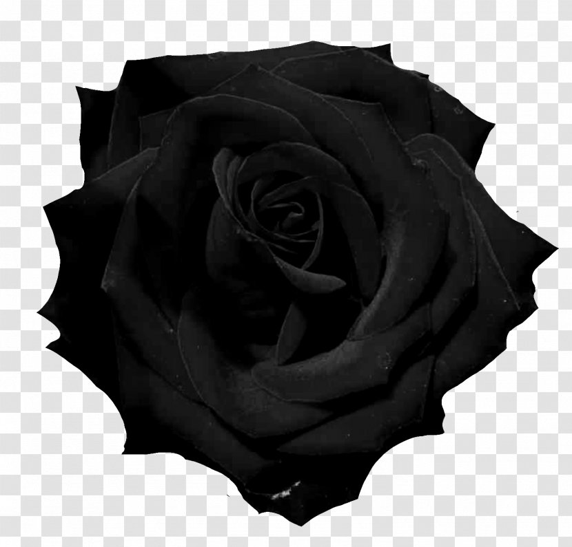 Black Rose Photography - And White Transparent PNG