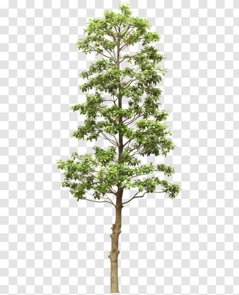 Out-Tree Branch - Houseplant - Trees Transparent PNG
