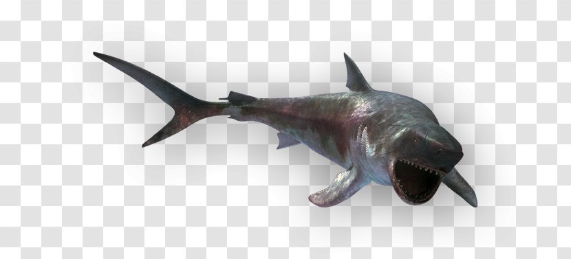 Shark - Fauna - Megalodon Transparent PNG