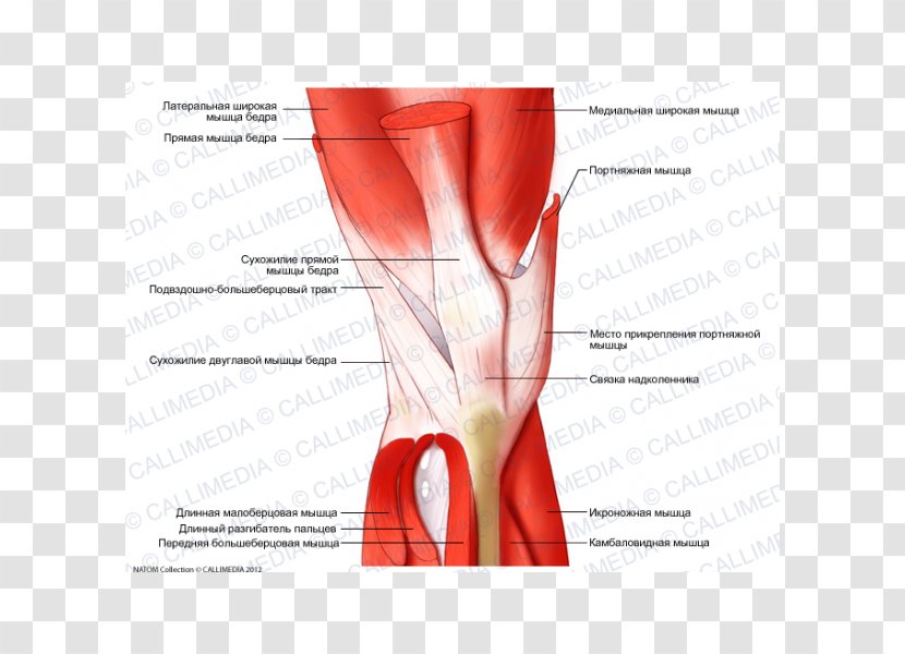 Muscle Tissue Knee Anatomy Muscular System - Flower - Rectus Femoris Function Transparent PNG