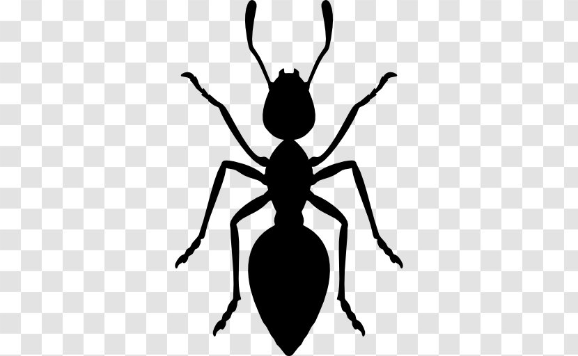 Ant Royalty-free Clip Art - Stock Photography - Ants Vector Transparent PNG