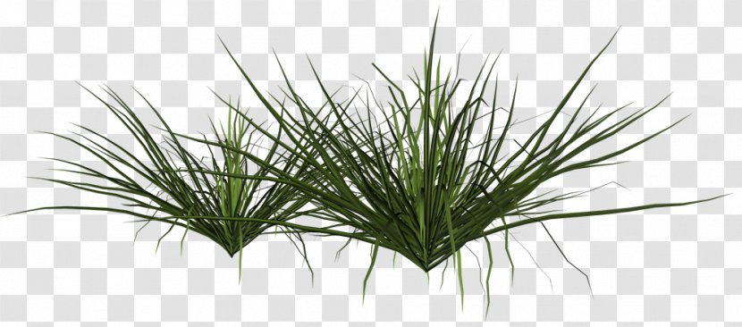 Shrub Grasses Plant Pampas Grass Transparent PNG