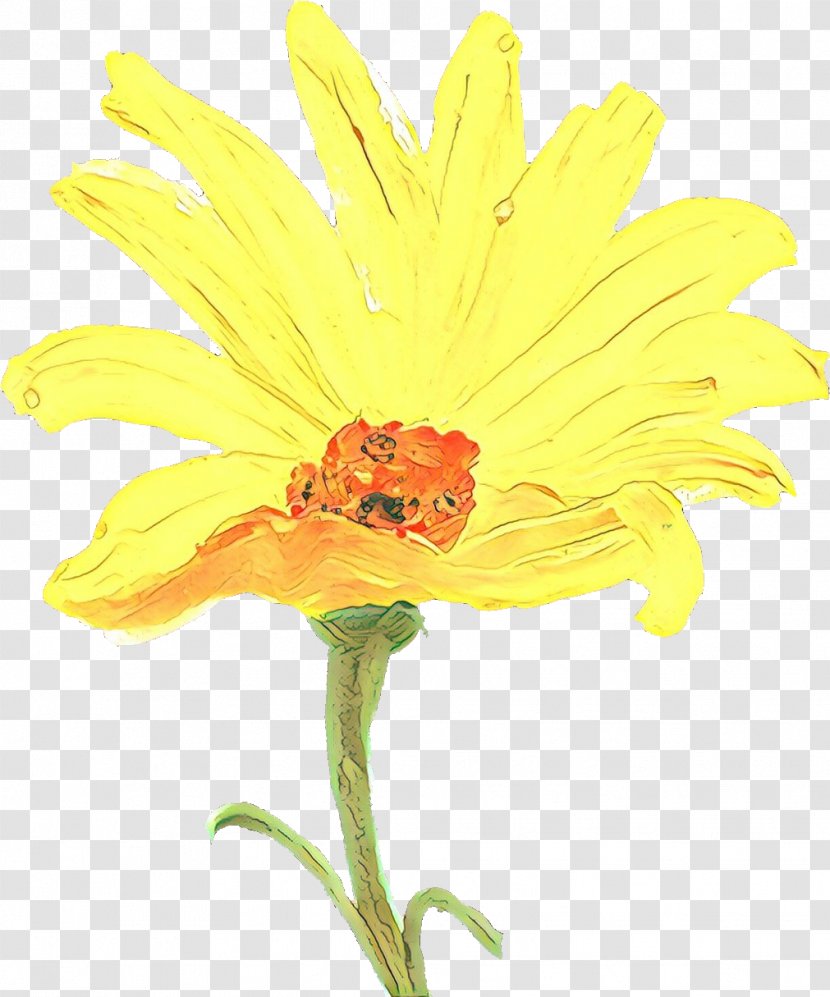 Flower Yellow Flowering Plant Petal - Cut Flowers - Wildflower Gerbera Transparent PNG