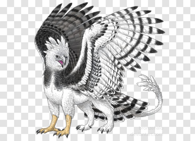 Bird Harpy Eagle Griffin - Galliformes - Watercolor Halo Dyeing Transparent PNG