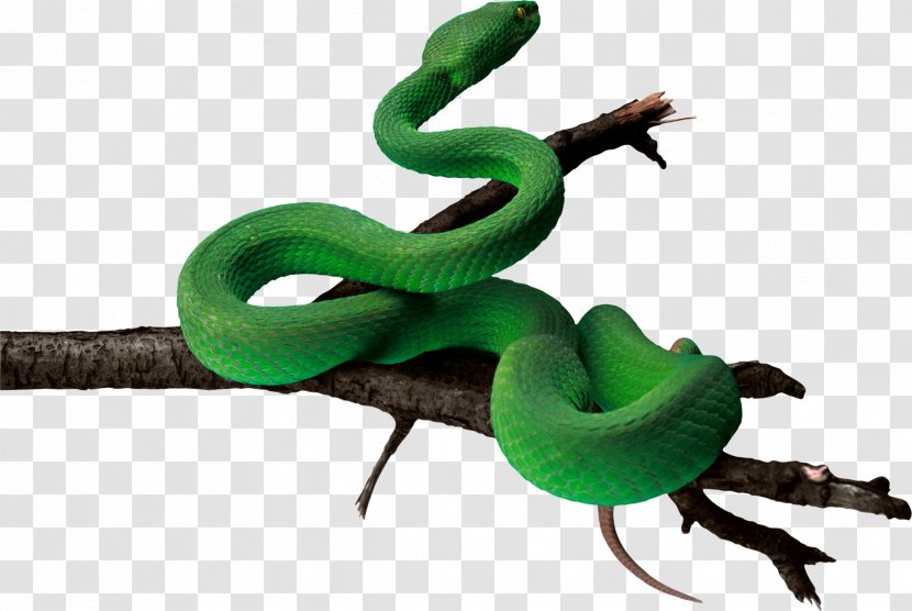 Snakes LA Culebra Verde Reptile Vipers - King Cobra - Snake Cube Transparent PNG