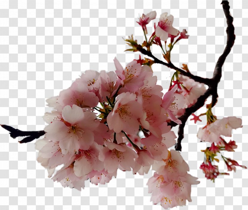 Cerasus Cherry Blossom - Twig - Always Blossoms Transparent PNG