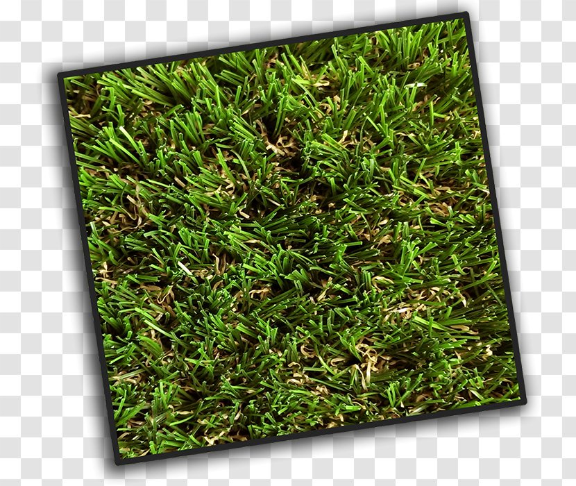 Artificial Turf Lawn Groundcover King | Excellence In Grass - Shrub Transparent PNG