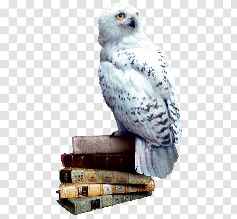 Harry Potter And The Philosopher's Stone Rubeus Hagrid Hedwig Hogwarts - Bird Of Prey Transparent PNG