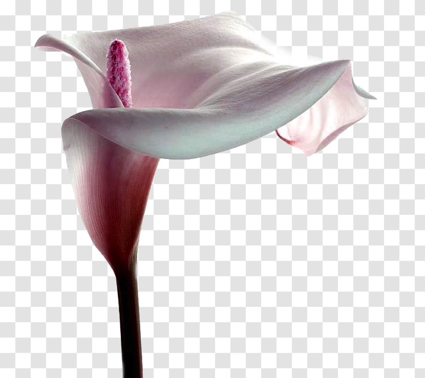 Arum Lilies Centerblog Flower Magnolia Transparent PNG
