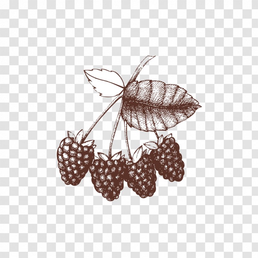 Raspberry Illustration - A Bunch Of Raspberries Transparent PNG