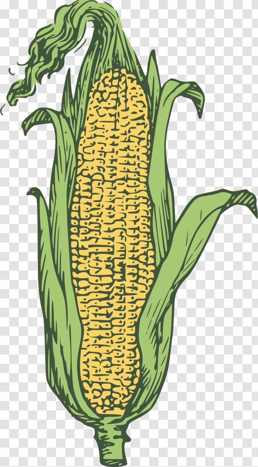 Candy Corn On The Cob Popcorn Maize Ear - Tree - Of Clipart Transparent PNG