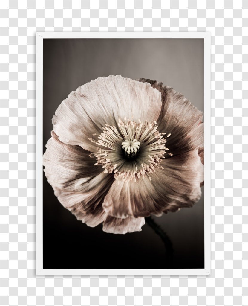 Still Life Photography Poppy Art - Flower - Protea Watercolor Transparent PNG