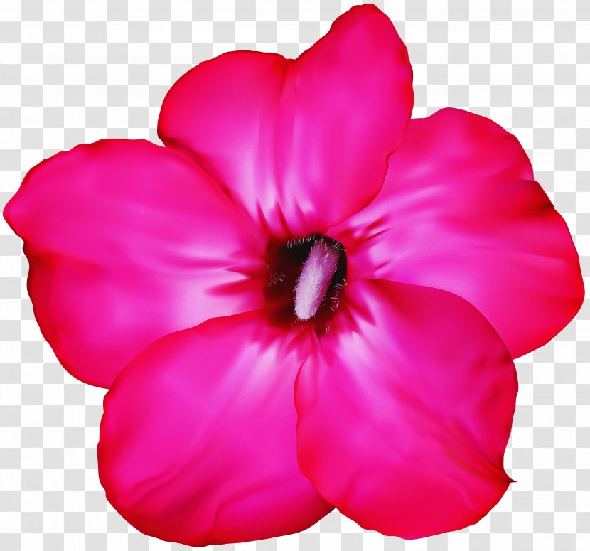 Petal Pink Flower Plant Magenta - Impatiens - Morning Glory Annual Transparent PNG