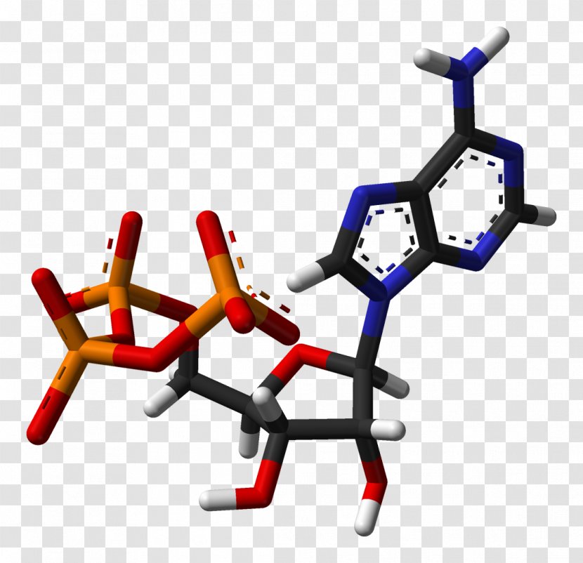 Adenosine Triphosphate Coenzyme Adenine Nucleotide - Ribose - Energy Transparent PNG