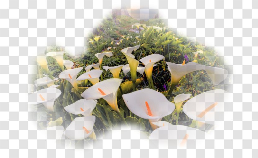 Arum-lily Flower Annual Plant Landscape - Bulb Transparent PNG