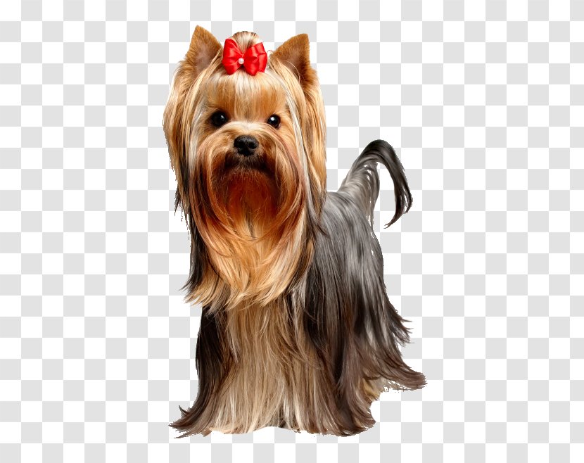 Yorkshire Terrier Puppy Dog Food Breed - Mammal Transparent PNG