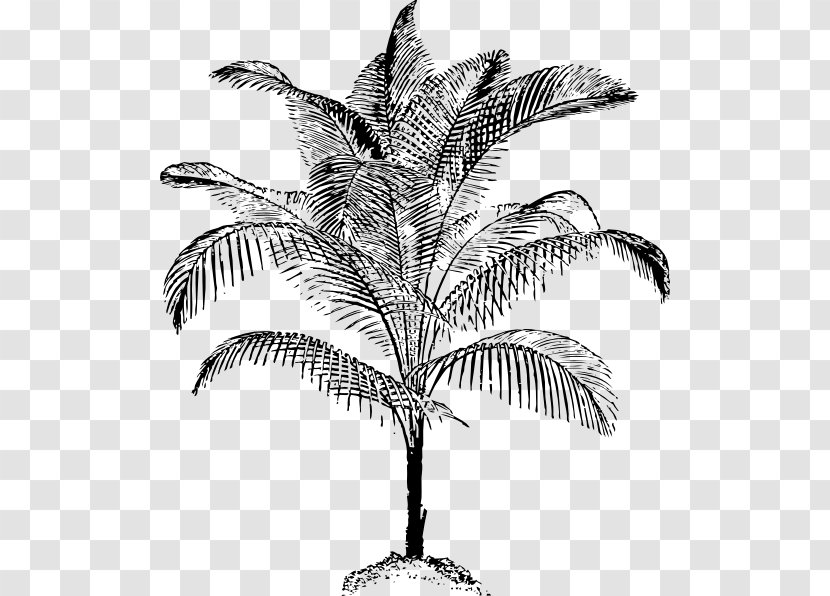Arecaceae Drawing Coconut Clip Art - Vector Tropical Trees Transparent PNG
