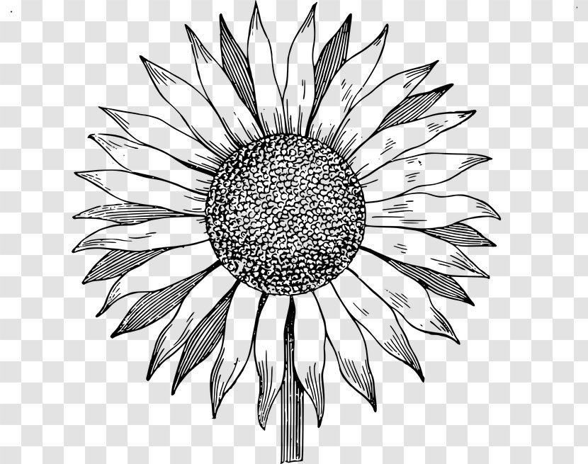 Download Clip Art - Royaltyfree - Sunflowers Transparent PNG