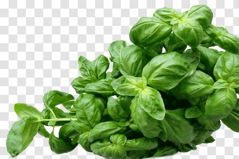 Holy Basil Pesto Mediterranean Cuisine Herb - Leaf Vegetable Transparent PNG