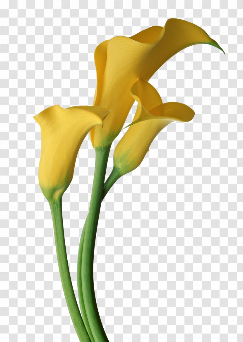Arum-lily Callalily Flower Clip Art - Lily Transparent PNG
