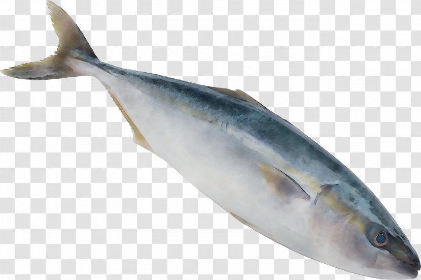 Sardine Fish Products Oily Salmon Mackerel Transparent PNG