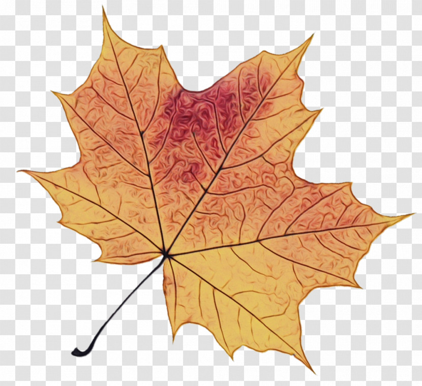 Leaf Maple Leaf / M Plane Trees Plane Tree Family Science Transparent PNG