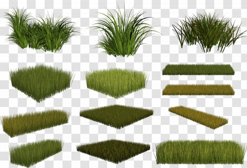 Plant Burknar Clip Art - Grass Transparent PNG
