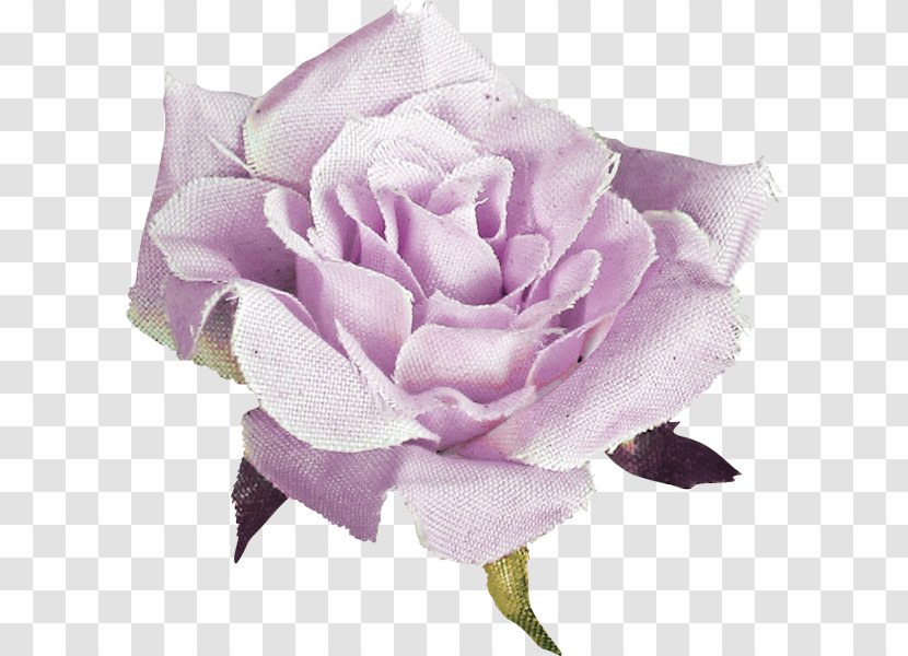 Garden Roses Cabbage Rose Floribunda Cut Flowers Petal - Common Peony - Barra Filigree Transparent PNG