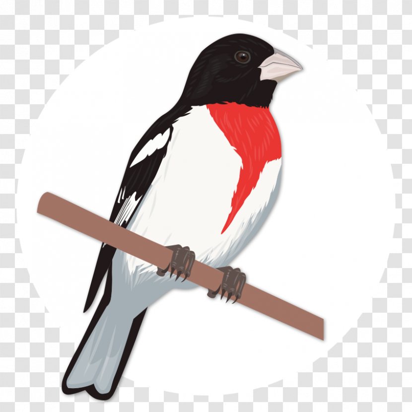 Bird Finch Rose-breasted Grosbeak Transparent PNG