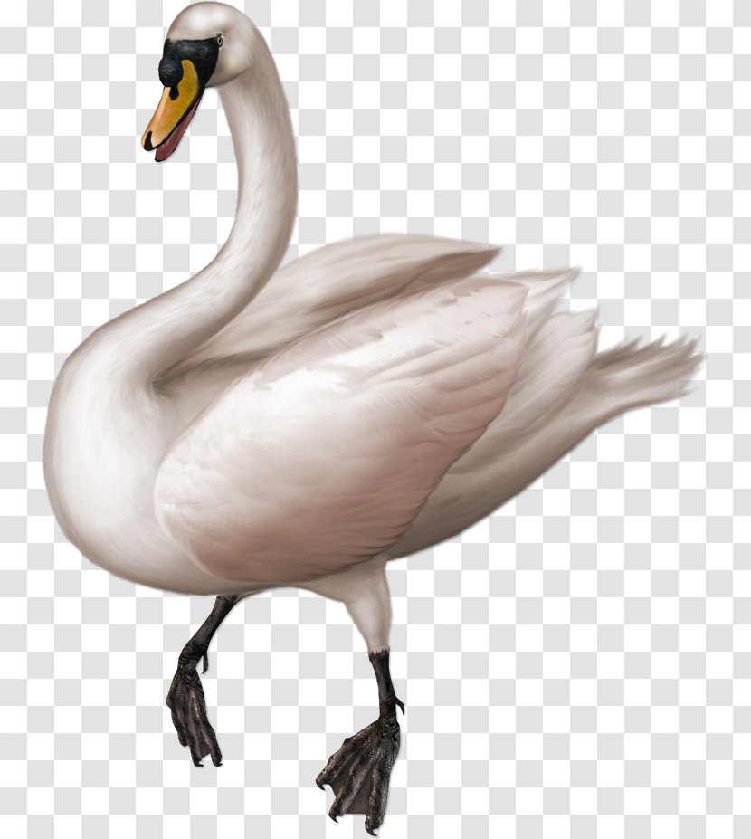 Cygnini Goose Clip Art - Ducks Geese And Swans - White Swan Transparent PNG