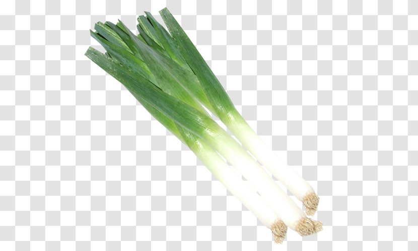 Leek Vegetable Allium Fistulosum Scallion - Leafy Transparent PNG