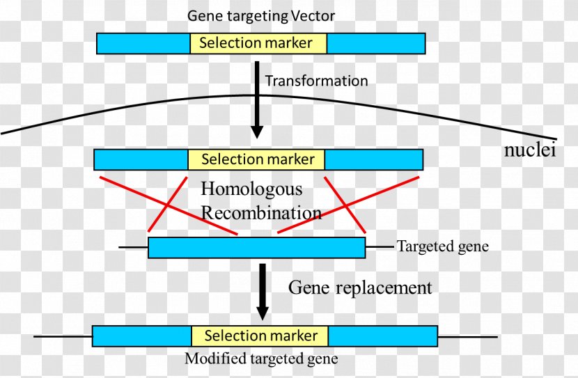 Schematic Gene Targeting Genetic Recombination Diagram Polymerase Chain Reaction - Dna - Photosynthetic Efficiency Transparent PNG